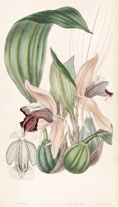 Coelogyne speciosa von Miss Drake